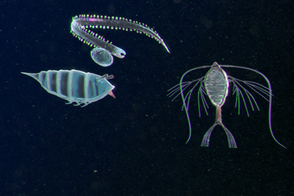 Plankton Thumbnail