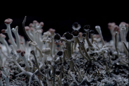 Lichen Thumbnail